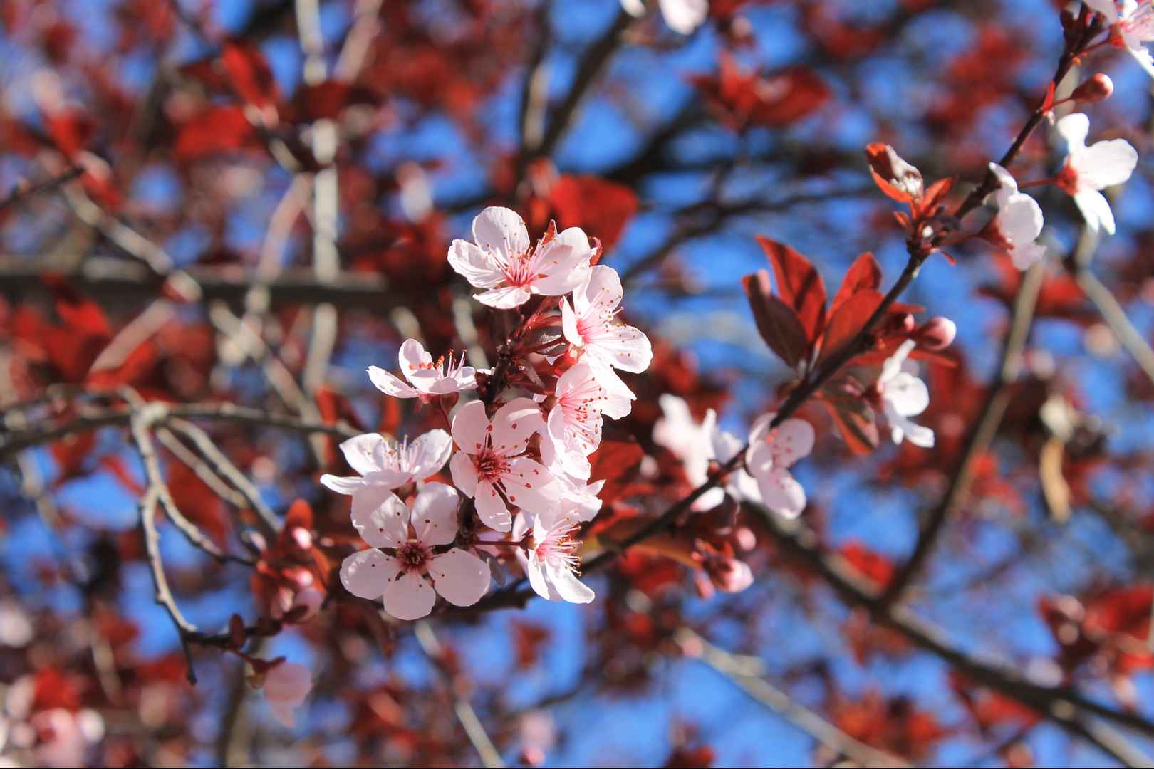 A cherry tree