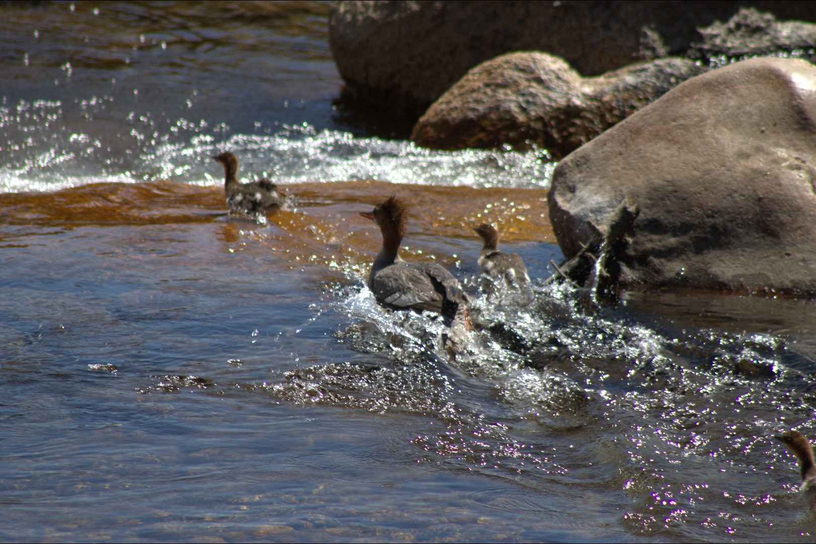 Running ducks crossing a river