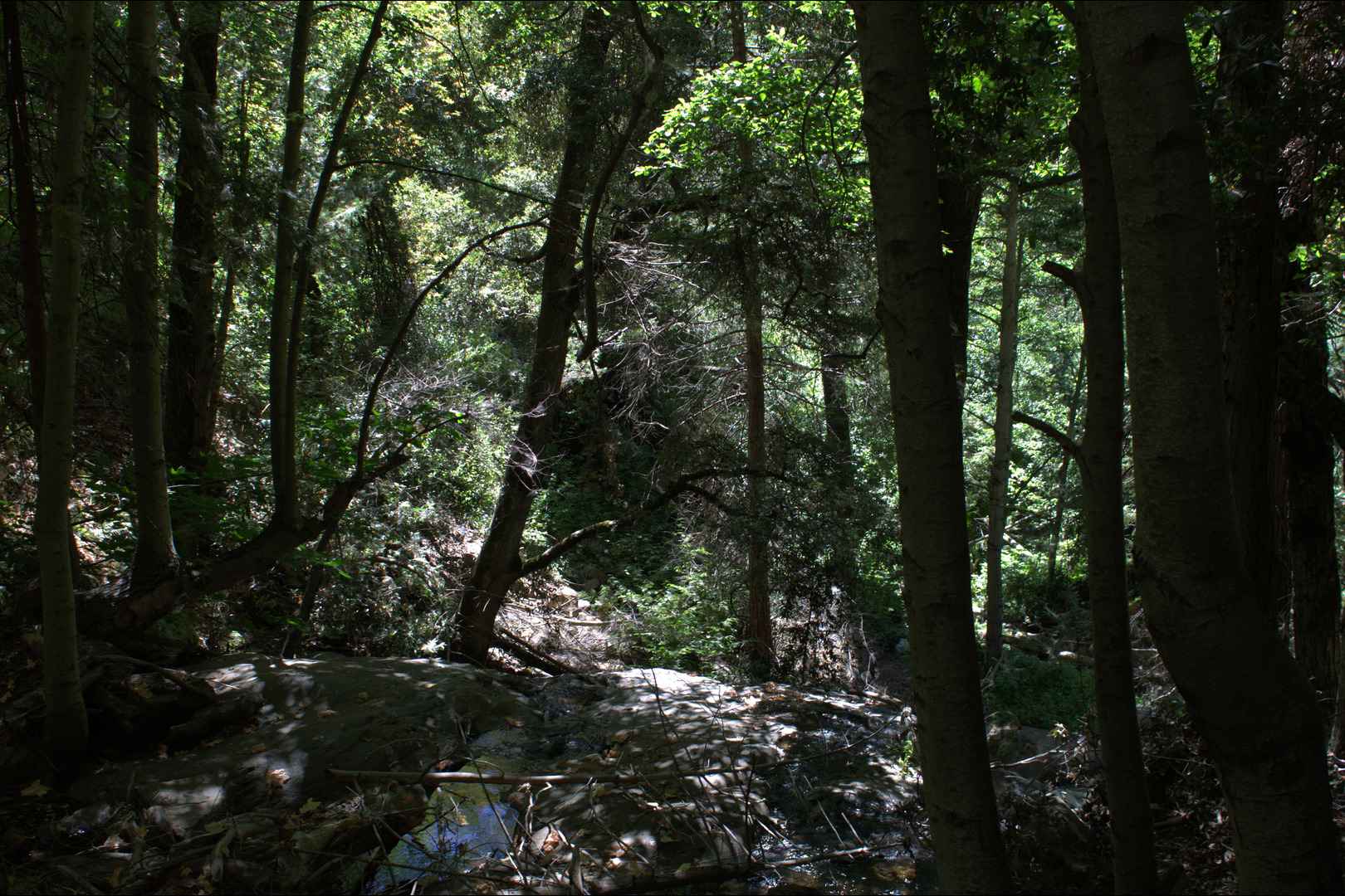 Forest floor